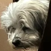 Joeの画像