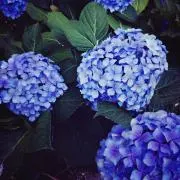 rr_42の画像