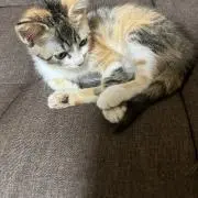 みい【猫飼ってます】 ※プロフ必読の画像