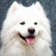 いりーんの画像