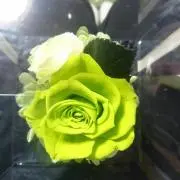 やっこ