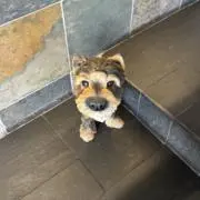 ピ
