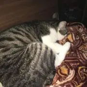 休業SALE 福猫の画像