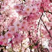 R.I.Rの画像