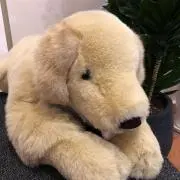 ジ・オングの画像