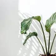 satsukiの画像