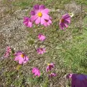 ハルたんの画像