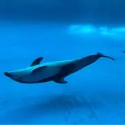 こっぺぱんの画像