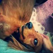 うり坊