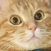 ストロベリー3の画像