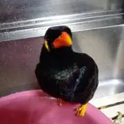 ぐんきちの画像