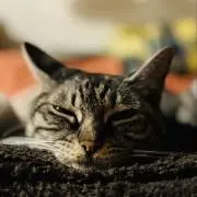 bastet