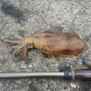 ひでちゃん