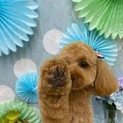 み⭐︎プロフ読んでねの画像