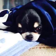 よう