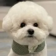 葵