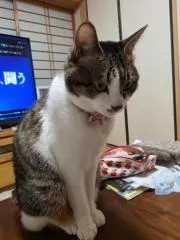 パンプキンの画像