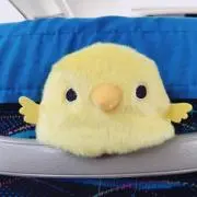 ぴーちゃん@