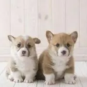 ミルクック