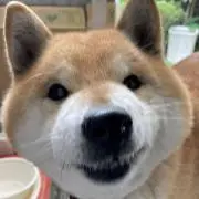 あずきの画像