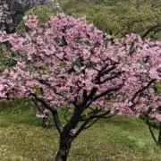 moriの画像