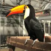 スタスタの画像
