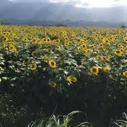 yIMOの画像