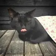 くろねこまるけ⚫︎まとめ、値引き応相談の画像