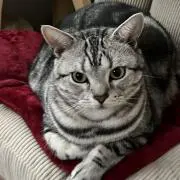 あけちょの画像