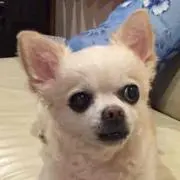 ネール