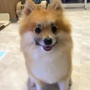 おもちの画像
