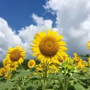 ボン