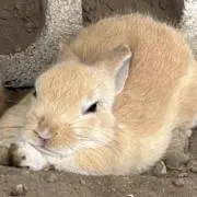 ゆらの画像