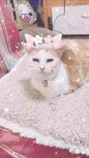 まこの画像