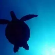 maimaiの画像