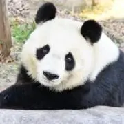 ぱんだの画像