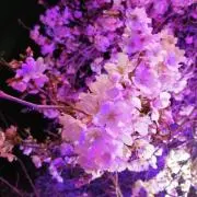 *yuki*の画像
