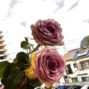 Risu_red.yの画像