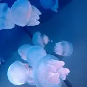 さちの画像