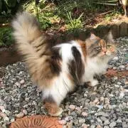 夏ちゃんの画像