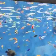 ゆうの画像