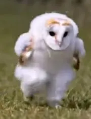 ヒナドリの画像