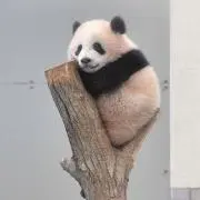 risaの画像