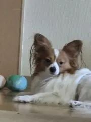 ひろの画像