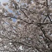 ロスナイ