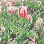もるの画像