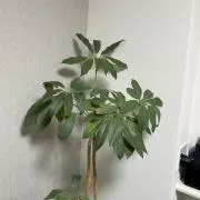 Frankkの画像