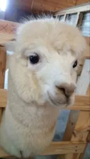コジコジDの画像