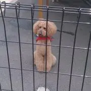 ポポの画像