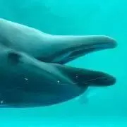 rの画像